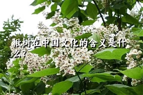 楸树在中国文化的含义是什么？