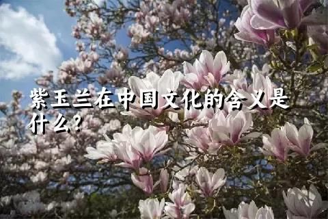 紫玉兰在中国文化的含义是什么？