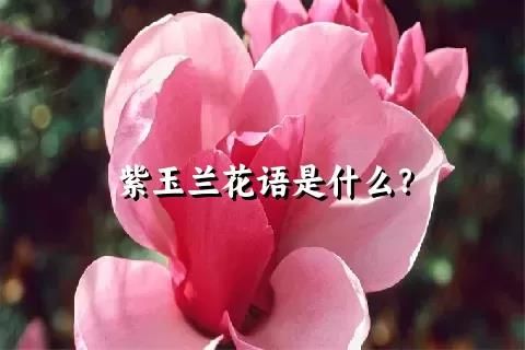 紫玉兰花语是什么？