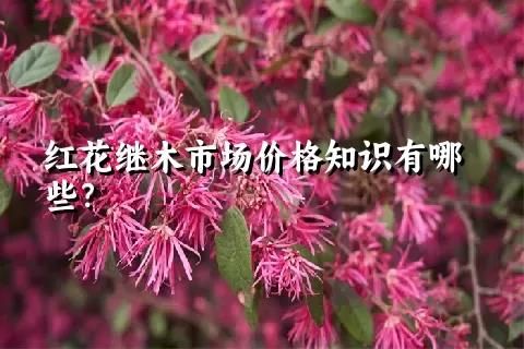 红花继木市场价格知识有哪些？