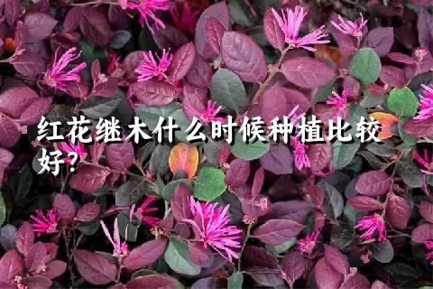 红花继木什么时候种植比较好？