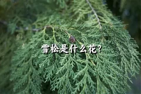 雪松是什么花？