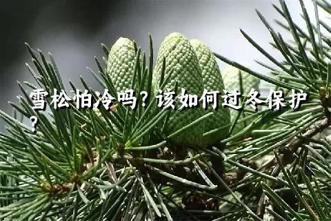 雪松怕冷吗？该如何过冬保护？