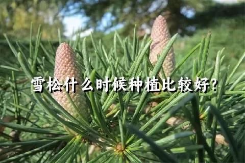 雪松什么时候种植比较好？