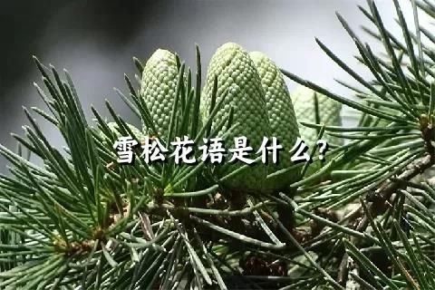 雪松花语是什么？