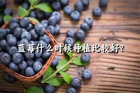 蓝莓什么时候种植比较好？