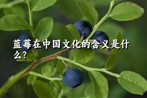 蓝莓在中国文化的含义是什么？