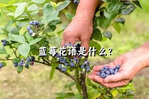 蓝莓花语是什么？