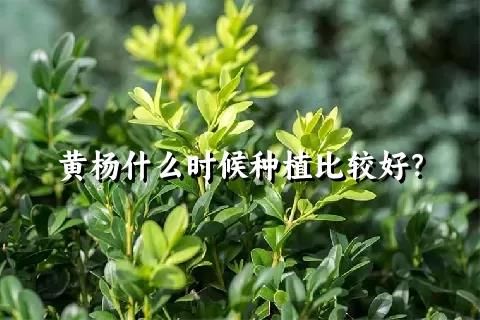 黄杨什么时候种植比较好？