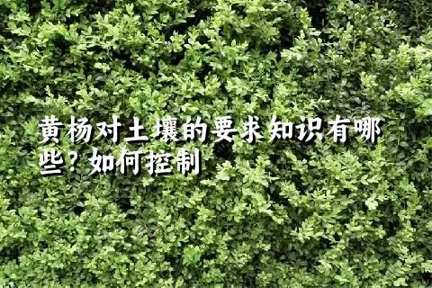 黄杨对土壤的要求知识有哪些？如何控制