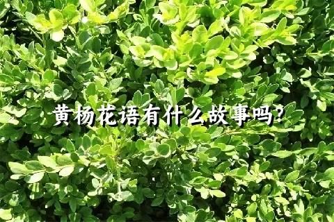 黄杨花语有什么故事吗？