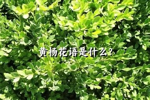 黄杨花语是什么？