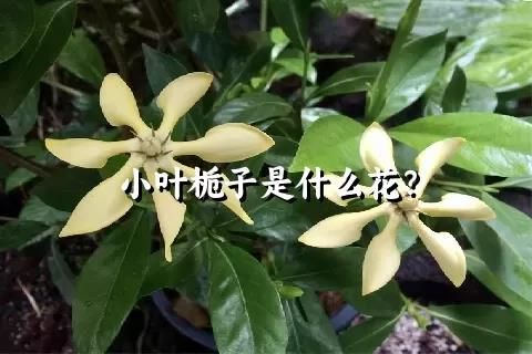 小叶栀子是什么花？