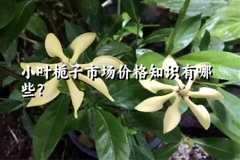 小叶栀子市场价格知识有哪些？