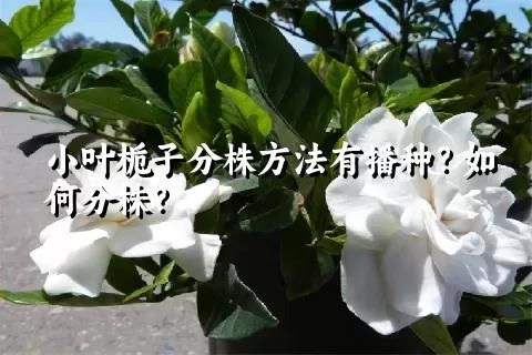 小叶栀子分株方法有播种？如何分株？