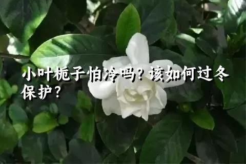 小叶栀子怕冷吗？该如何过冬保护？