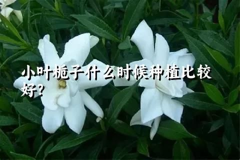小叶栀子什么时候种植比较好？