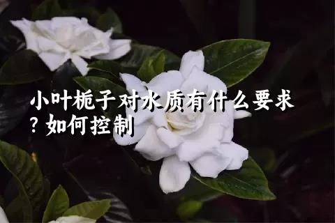 小叶栀子对水质有什么要求？如何控制