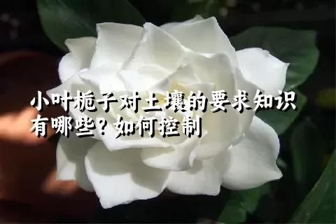 小叶栀子对土壤的要求知识有哪些？如何控制