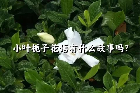 小叶栀子花语有什么故事吗？