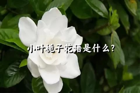 小叶栀子花语是什么？