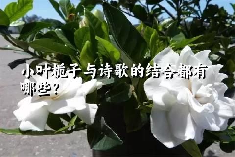 小叶栀子与诗歌的结合都有哪些？