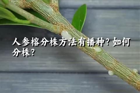 人参榕分株方法有播种？如何分株？