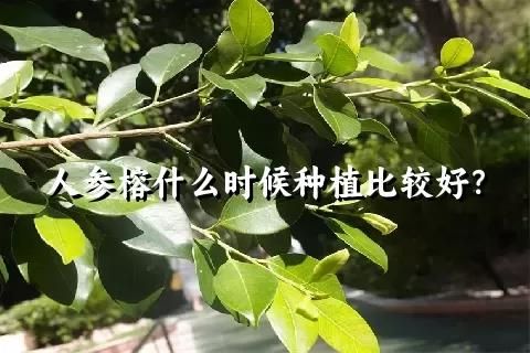 人参榕什么时候种植比较好？