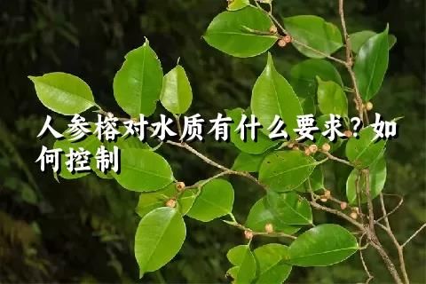 人参榕对水质有什么要求？如何控制