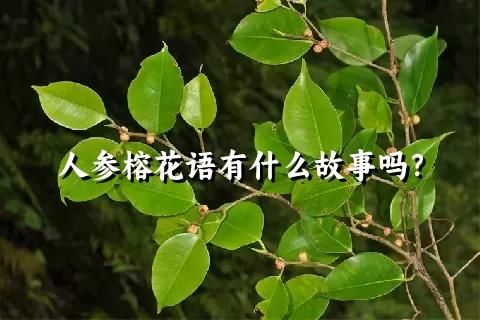 人参榕花语有什么故事吗？