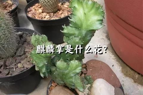 麒麟掌是什么花？