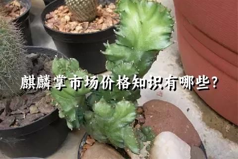 麒麟掌市場價格知識有哪些？