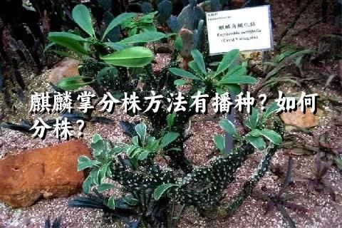 麒麟掌分株方法有播種？如何分株？