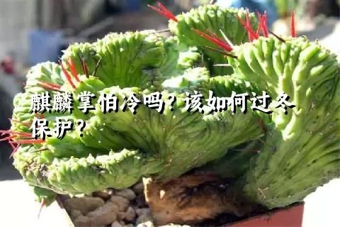 麒麟掌怕冷嗎？該如何過冬保護？