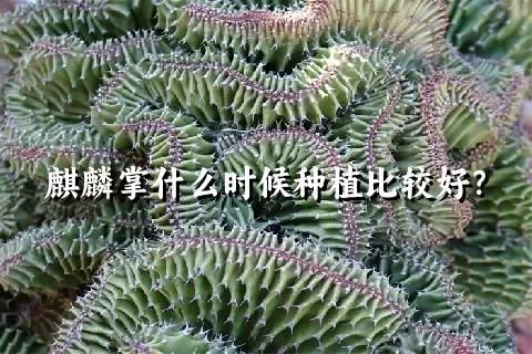 麒麟掌什么時候種植比較好？