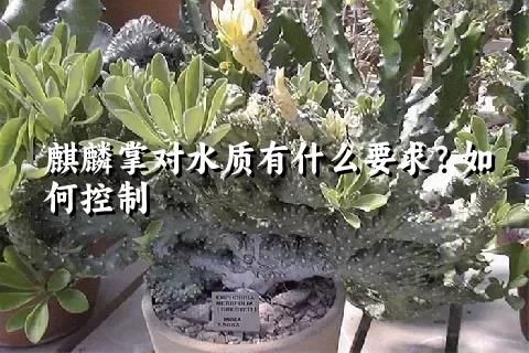 麒麟掌對水質有什么要求？如何控制