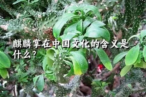 麒麟掌在中國文化的含義是什么？