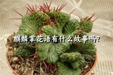 麒麟掌花語有什么故事嗎？