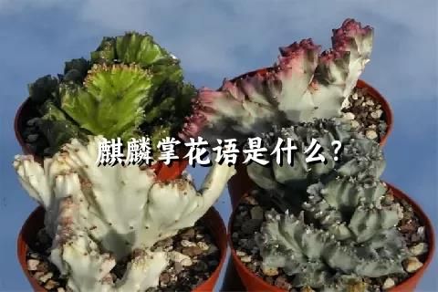 麒麟掌花語是什么？