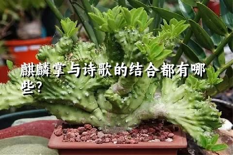 麒麟掌與詩歌的結合都有哪些？