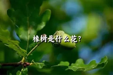 橡树是什么花？