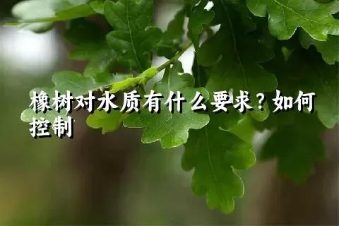 橡树对水质有什么要求？如何控制