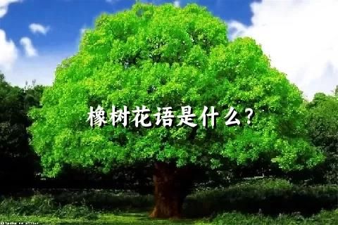 橡树花语是什么？