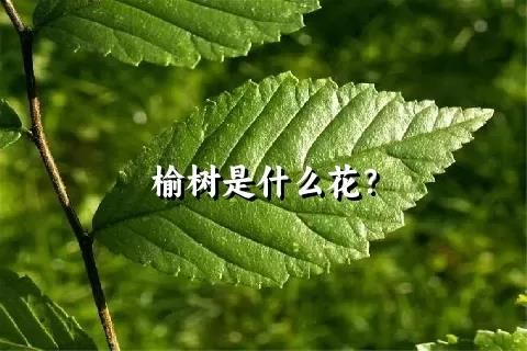 榆树是什么花？