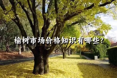 榆树市场价格知识有哪些？