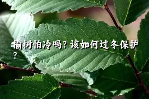 榆树怕冷吗？该如何过冬保护？