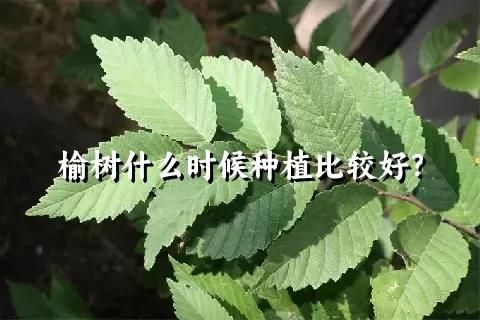 榆树什么时候种植比较好？