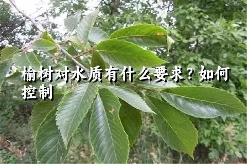 榆树对水质有什么要求？如何控制