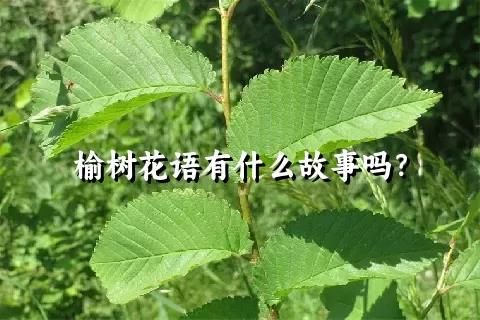 榆树花语有什么故事吗？