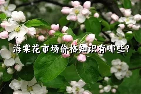 海棠花市场价格知识有哪些？